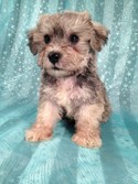 Male Schnoodle Puppy for sale September 2012